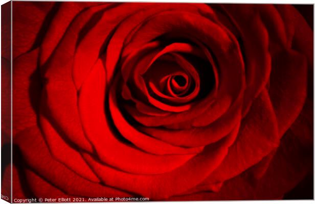 Red Rose Canvas Print by Peter Elliott 