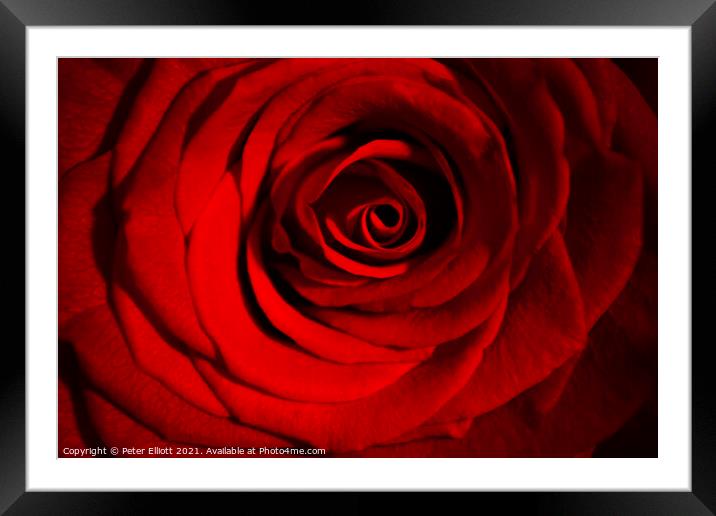 Red Rose Framed Mounted Print by Peter Elliott 