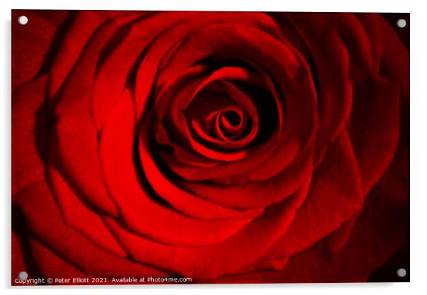 Red Rose Acrylic by Peter Elliott 