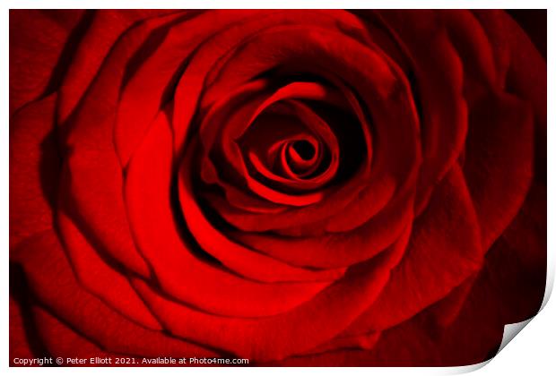 Red Rose Print by Peter Elliott 