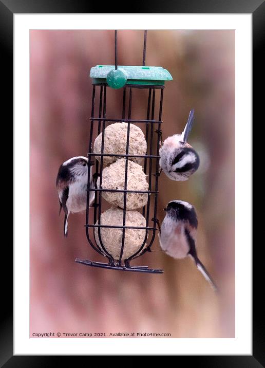 Long Tailed Tits feeding - 03 Framed Mounted Print by Trevor Camp