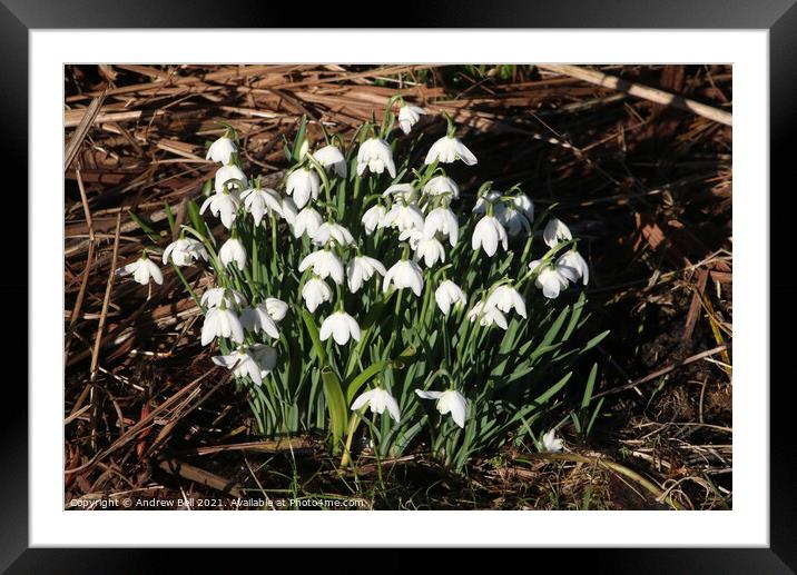 Snowdrops Framed Mounted Print by Andrew Bell