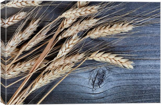 Close up view of dried wheat stalks or ear on weat Canvas Print by Thomas Baker