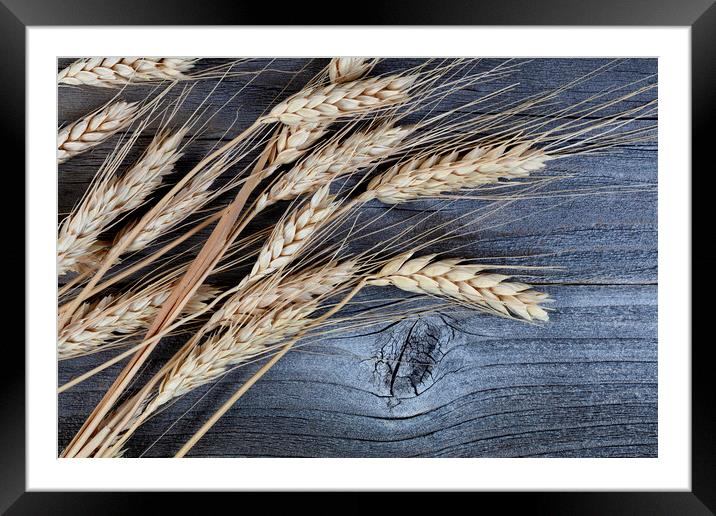 Close up view of dried wheat stalks or ear on weat Framed Mounted Print by Thomas Baker