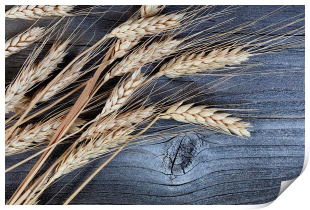 Close up view of dried wheat stalks or ear on weat Print by Thomas Baker