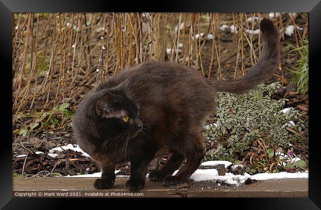 A Cat being a Cat Framed Print by Mark Ward