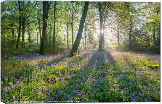 Bluebell Woodland, Cotswolds Canvas Print by Philip Stewart