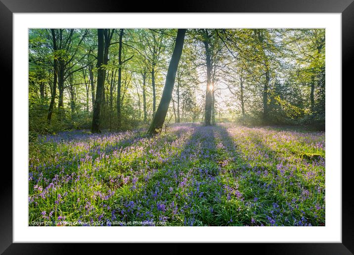 Bluebell Woodland, Cotswolds Framed Mounted Print by Philip Stewart