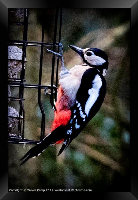 Great Spotted Woodpecker - 02 Framed Print by Trevor Camp