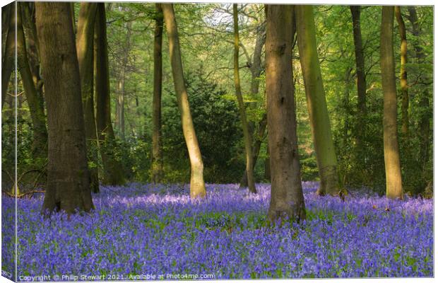 Bluebell Woodland, Cotswolds Canvas Print by Philip Stewart