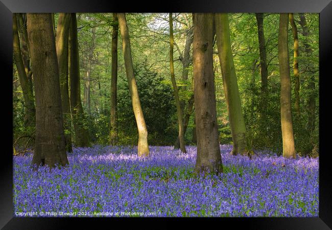 Bluebell Woodland, Cotswolds Framed Print by Philip Stewart