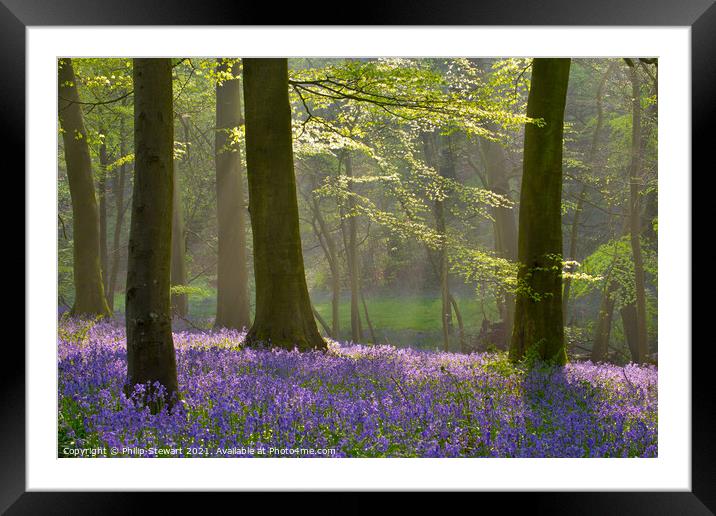 Bluebell Woodland, Cotswolds Framed Mounted Print by Philip Stewart