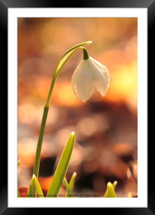 snowdrop beauty Framed Mounted Print by Simon Johnson