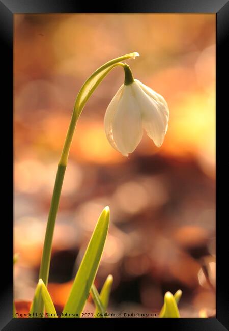 snowdrop beauty Framed Print by Simon Johnson