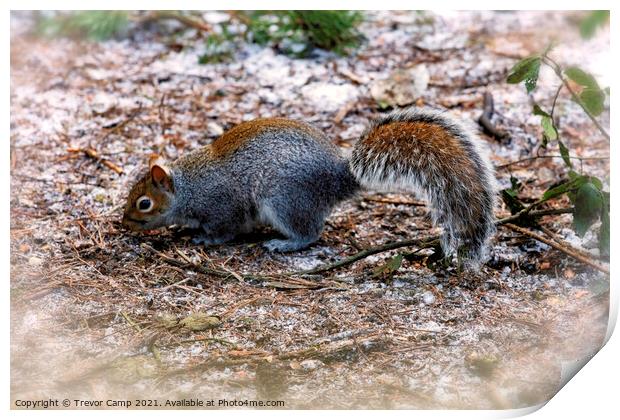 Grey Squirrel - 02 Print by Trevor Camp