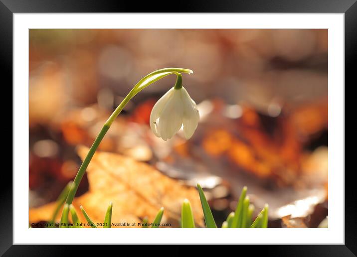 sunlit snowdrop Framed Mounted Print by Simon Johnson