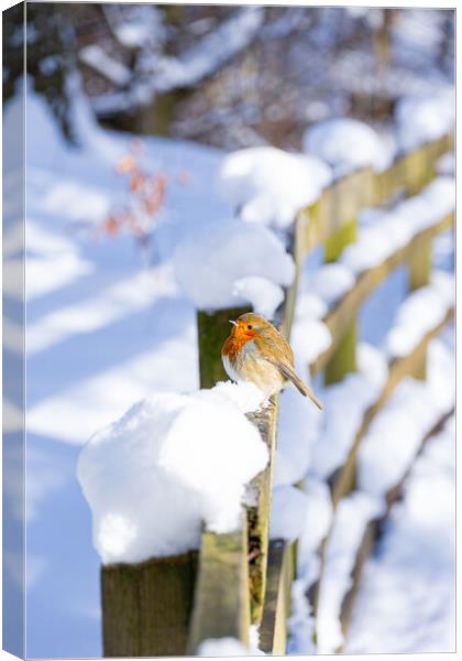 Cheeky Red Robin Resting on Snowy Fence Canvas Print by Stuart Jack