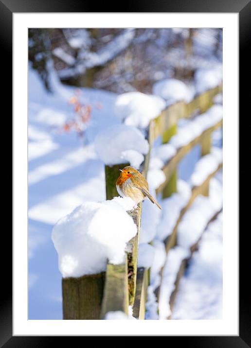 Cheeky Red Robin Resting on Snowy Fence Framed Mounted Print by Stuart Jack