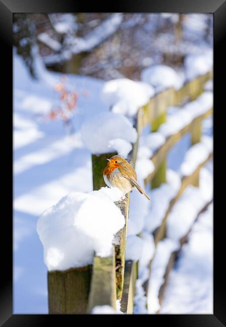 Cheeky Red Robin Resting on Snowy Fence Framed Print by Stuart Jack