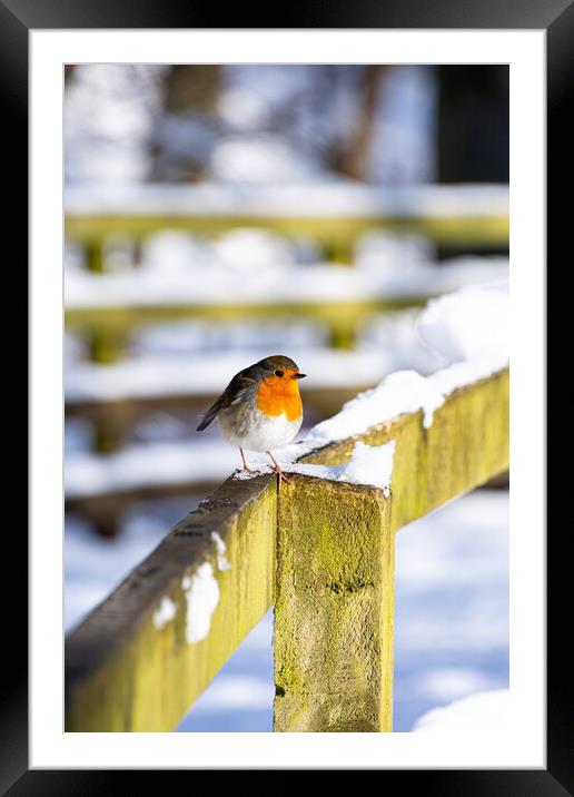 Cheeky Red Robin in Winter Wonderland Framed Mounted Print by Stuart Jack