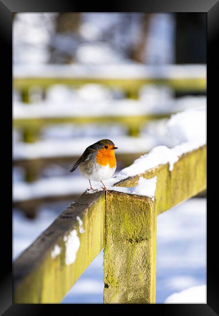 Cheeky Red Robin in Winter Wonderland Framed Print by Stuart Jack