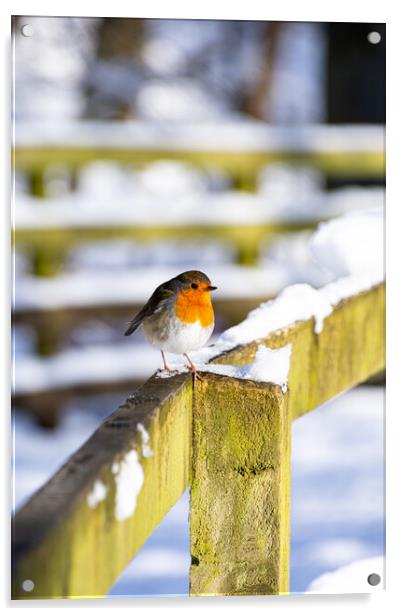 Cheeky Red Robin in Winter Wonderland Acrylic by Stuart Jack