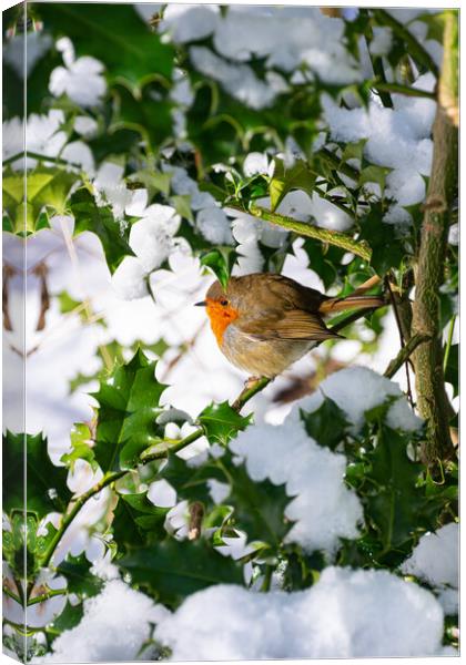 Playful Robin in Winter Wonderland Canvas Print by Stuart Jack