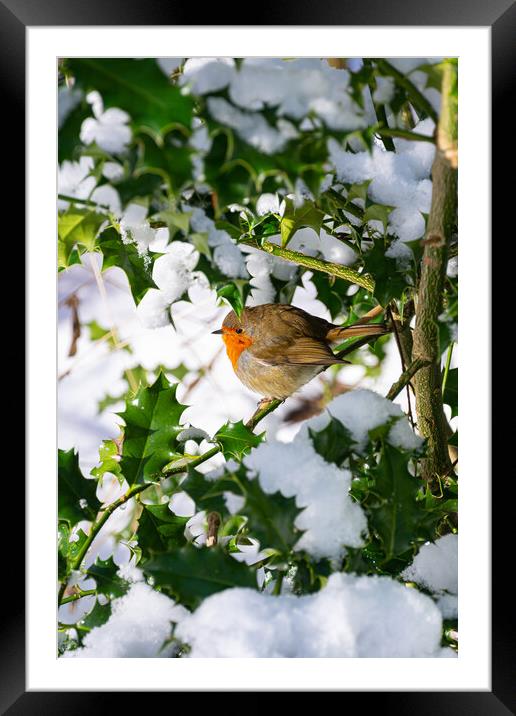 Playful Robin in Winter Wonderland Framed Mounted Print by Stuart Jack