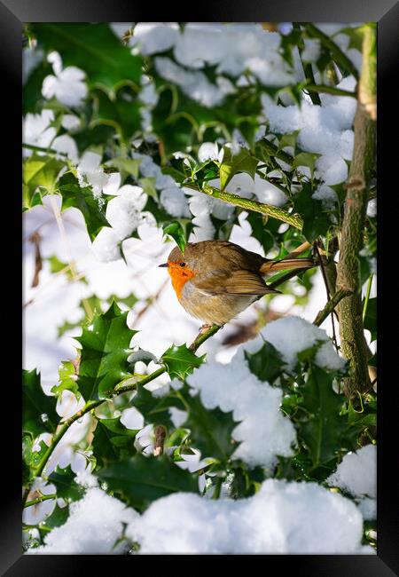 Playful Robin in Winter Wonderland Framed Print by Stuart Jack