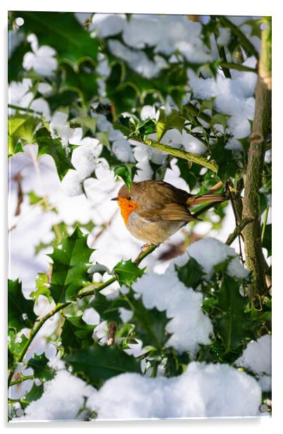 Playful Robin in Winter Wonderland Acrylic by Stuart Jack