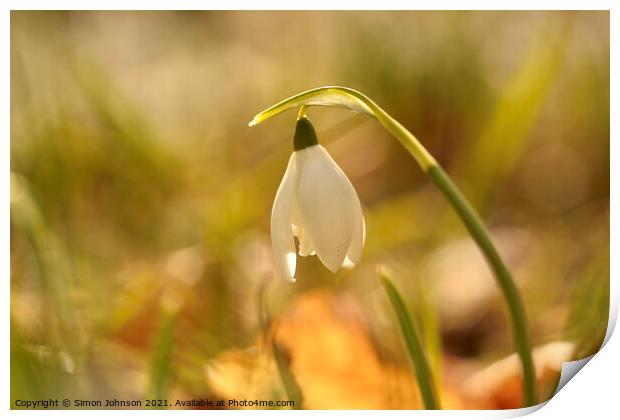 Snowdrop close up Print by Simon Johnson