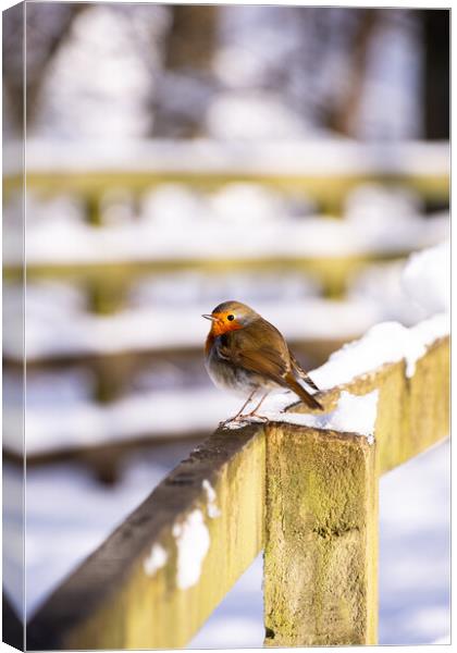 Winter's Red Perched Bird Canvas Print by Stuart Jack