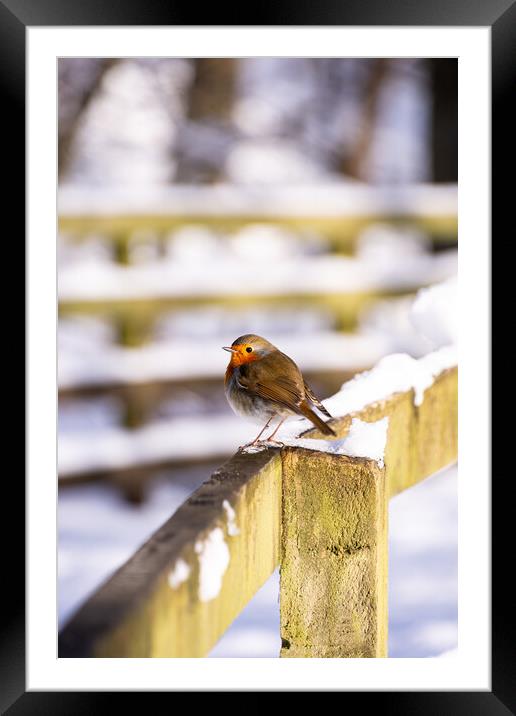 Winter's Red Perched Bird Framed Mounted Print by Stuart Jack