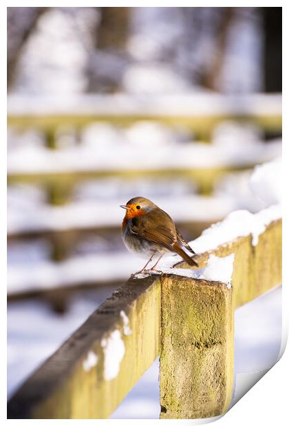 Winter's Red Perched Bird Print by Stuart Jack