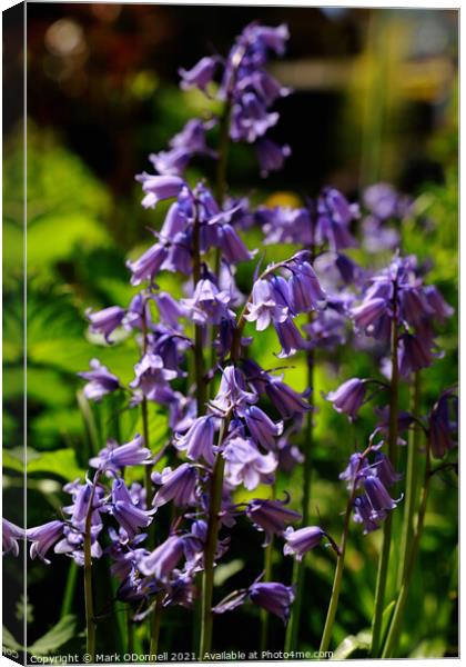 BlueBell Canvas Print by Mark ODonnell