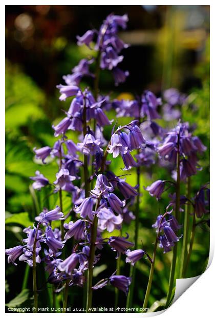 BlueBell Print by Mark ODonnell