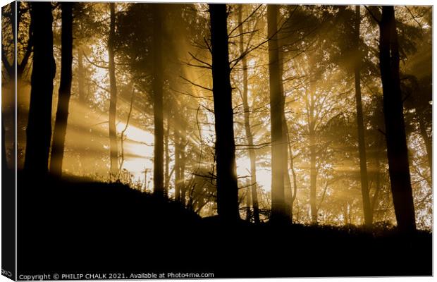 Sunrise in the forest  232 Canvas Print by PHILIP CHALK
