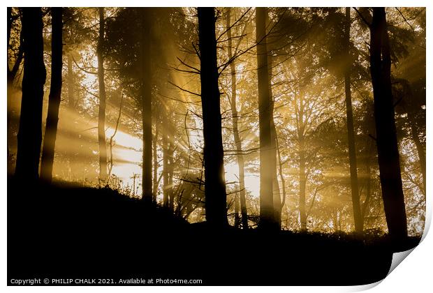 Sunrise in the forest  232 Print by PHILIP CHALK