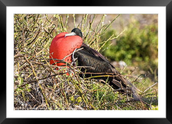 Frigate Bird Inflates His Pouch Framed Mounted Print by Steve de Roeck