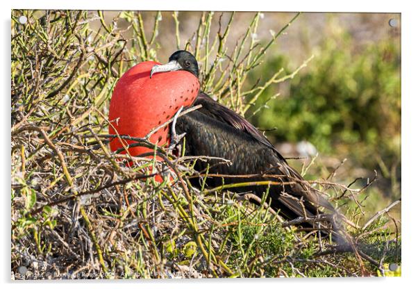 Frigate Bird Inflates His Pouch Acrylic by Steve de Roeck