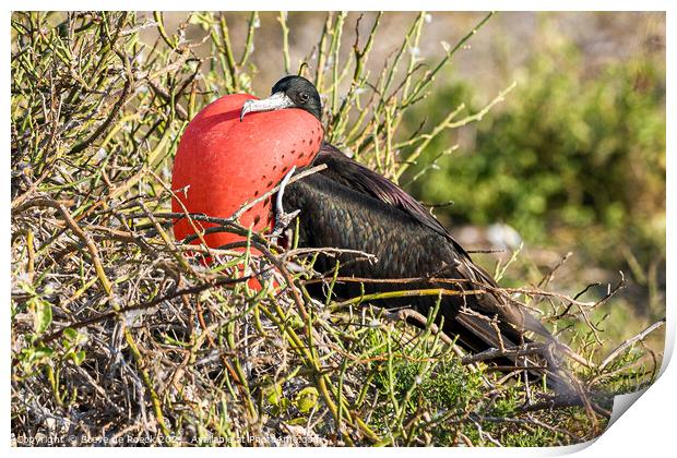Frigate Bird Inflates His Pouch Print by Steve de Roeck