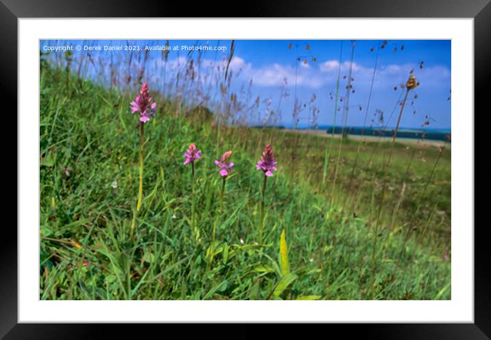 Early Purple Orchids A Hidden Beauty at Badbury Ri Framed Mounted Print by Derek Daniel
