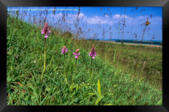 Early Purple Orchids A Hidden Beauty at Badbury Ri Framed Print by Derek Daniel