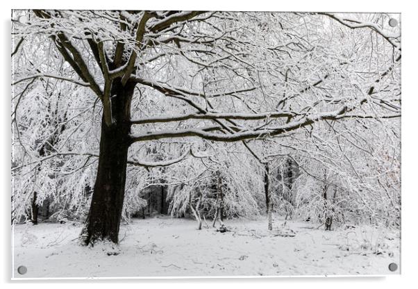 Winter Woodland Acrylic by David Hare