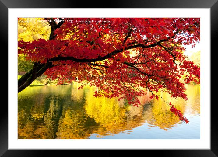 Autumn red maple reflected in mirror lake Framed Mounted Print by CHRISTOPHER KEMP