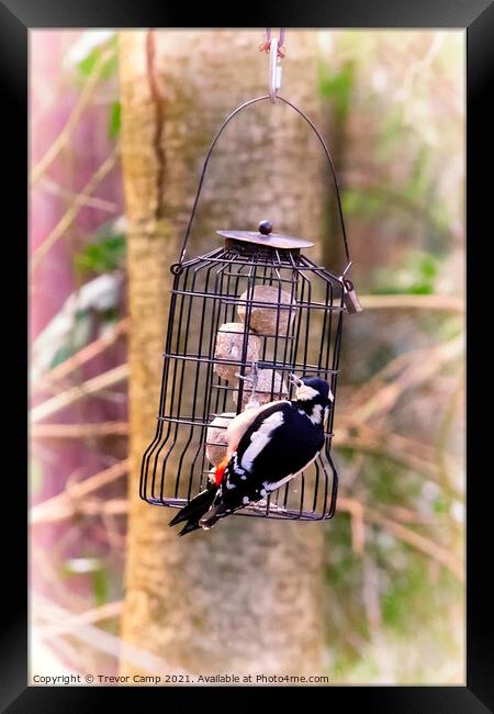 The Peckish Woodpecker Framed Print by Trevor Camp