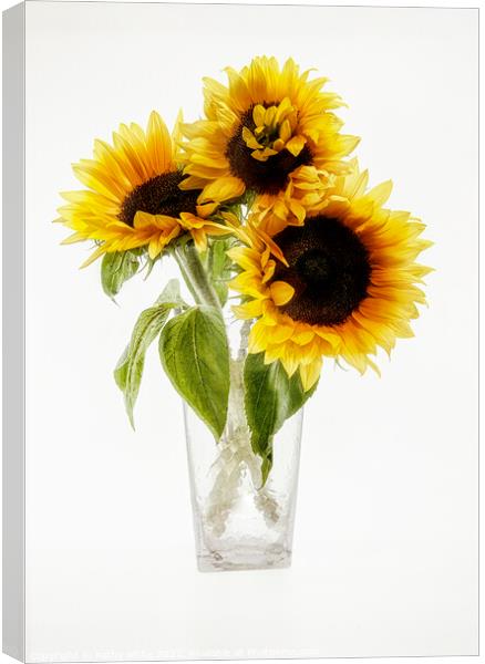 Sunflowers in a vase looking sunny Sunflower Canvas Print by kathy white