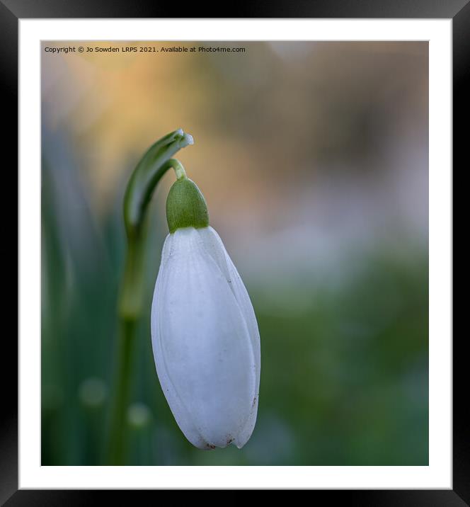 Single Snow drop Framed Mounted Print by Jo Sowden