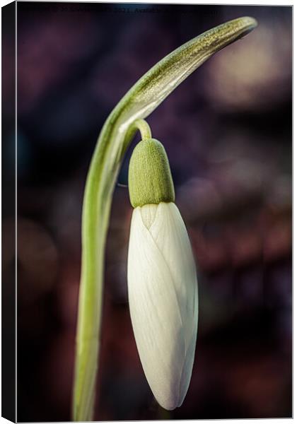  A snowdrop bud Canvas Print by Jo Sowden