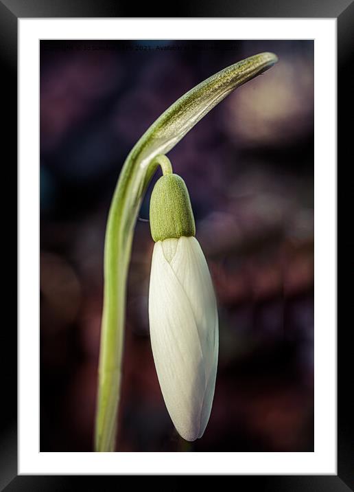  A snowdrop bud Framed Mounted Print by Jo Sowden